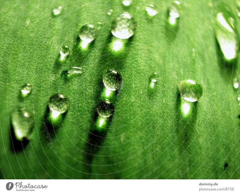 Perlblatt 3 Blatt grün nah schön Makroaufnahme Nahaufnahme Wasser Natur