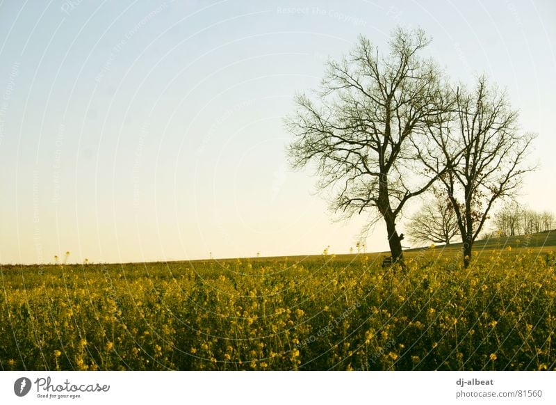 ein bäumsche Baum Holz Feld Raps trüb gelb Außenaufnahme Himmel Landschaft bedecken