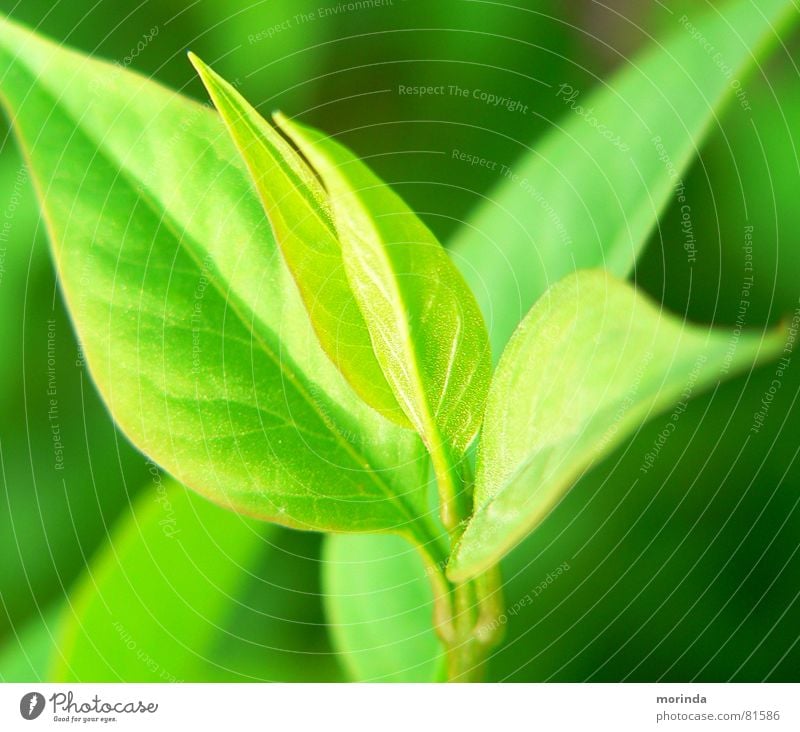 Nach-Wuchs Blatt Stimmung Licht Sommer Pflanze Frühling grün Pflanzenteile Botanik Trieb Jungpflanze ruhig sprössling