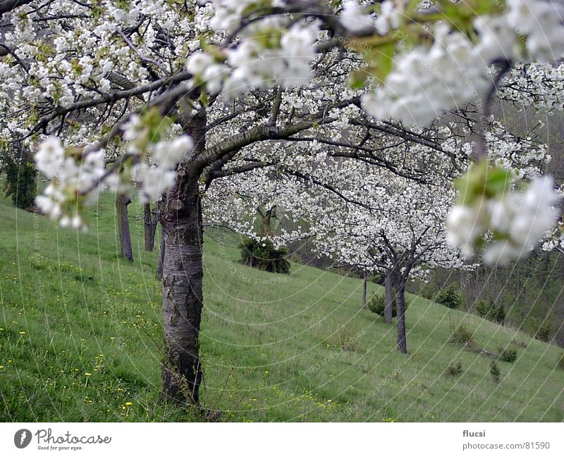 Kirschblühte Frühling grün Kirsche Baum kirscheblühte Natur blühten Blühend