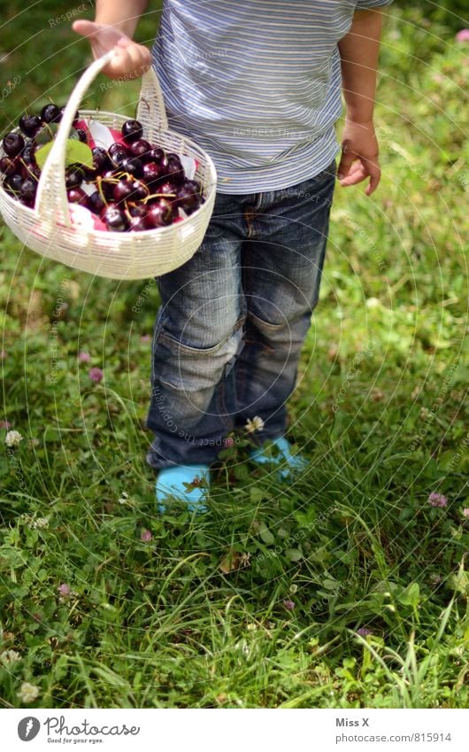 Körbchen Lebensmittel Frucht Ernährung Picknick Bioprodukte Schalen & Schüsseln Gesunde Ernährung Garten Mensch Kleinkind 1 1-3 Jahre 3-8 Jahre Kind Kindheit