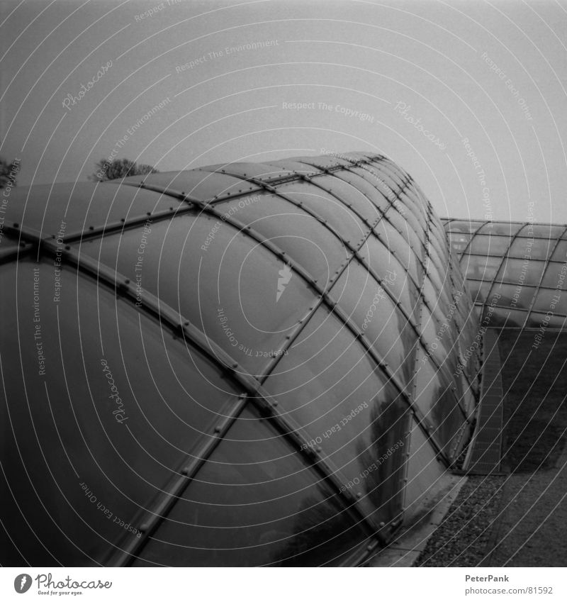 graz 3/03 (1) Haus schwarz weiß Gebäude März Österreich Botanik Gewächshaus steil Quadrat Spiegel Reflexion & Spiegelung grau streben Fenster modern Glas glass