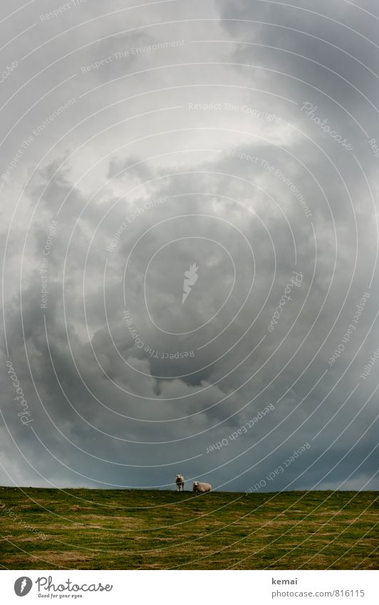 Schaf. Mit sich zufrieden. Umwelt Natur Landschaft Himmel Wolken Gewitterwolken Sommer Klimawandel schlechtes Wetter Gras Wiese Hügel Deich Föhr Tier Nutztier 2