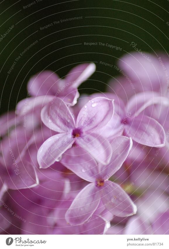 Flieder Fliederbusch violett nah Blüte schwarz Nahaufnahme Makroaufnahme fliederblüte hellviolett fliederfarben