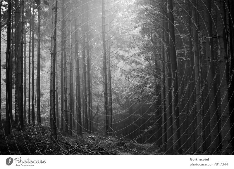 Forst Umwelt Natur Landschaft Schönes Wetter Baum Wald dunkel Nadelbaum Waldlichtung Waldboden Tanne Nadelwald Schwarzweißfoto Außenaufnahme Tag Licht Schatten
