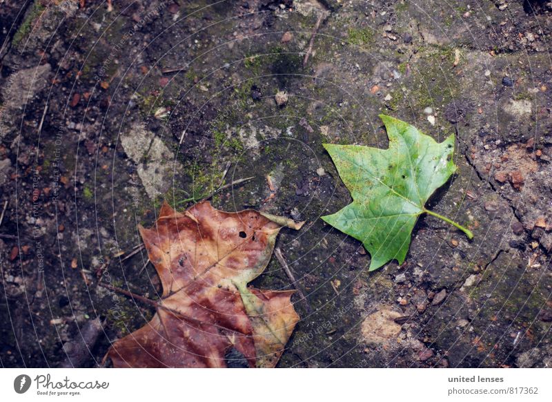 #LO Plattes Blatt Kunst ästhetisch Zufriedenheit Boden grün Kontrast herbstlich Herbstlaub Herbstbeginn Herbstfärbung Herbstwetter Herbstwald Herbstwind