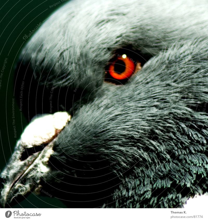 Kapitel 2 Glucke Taube Schnabel Vogel Daunen grau weiß Auge Vogelgrippe Ornithologie Vogeljagd mausern Feder dreckig Hals grünschnabel vogelfang