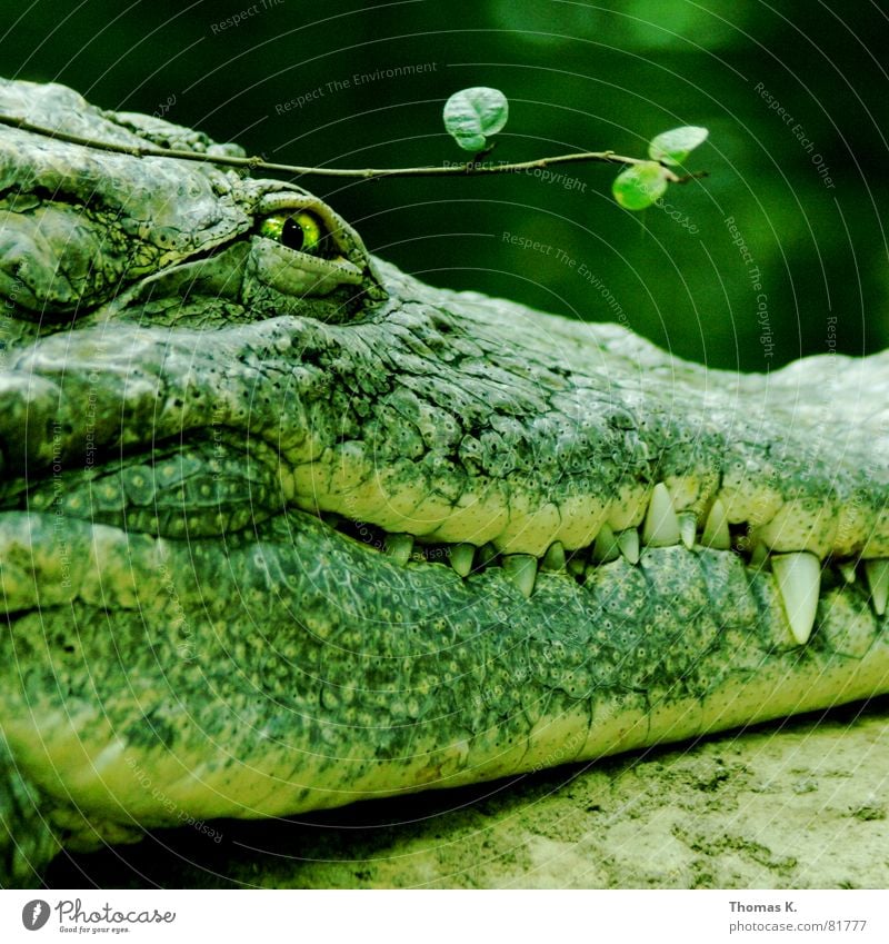 Handtasche Krokodil Alligator gefährlich Risiko Reptil grün böse Leder Zahnfleisch bedrohlich Aggression attraktiv Dieb schön Auge Gebiss Haut Lurch Ast