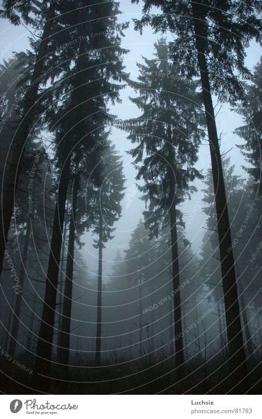 Allein im Wald Baum dunkel Nebel Dämmerung Fichte bedrohlich