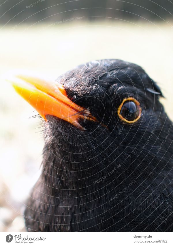 Vögelchen 1 Vogel schwarz nah außergewöhnlich Makroaufnahme