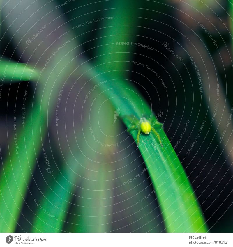 Giftgrün Spinne sitzen Huschspinne Halm Natur Wald Insekt warten Jagd Beine Makroaufnahme Schwache Tiefenschärfe Farbfoto Außenaufnahme Textfreiraum oben Tag