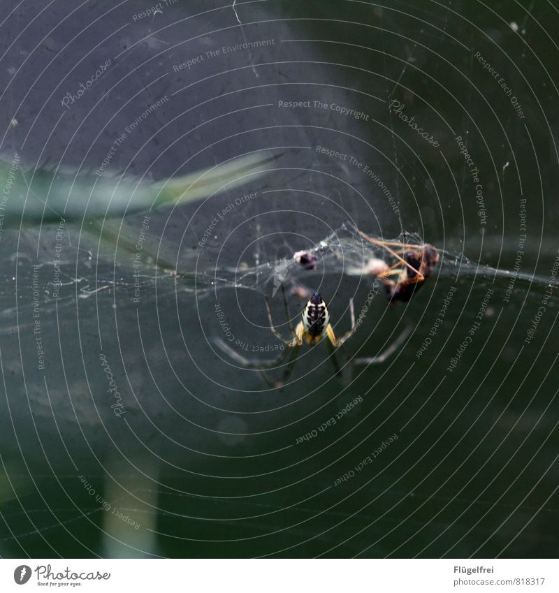 Tilt Spinne 2 Tier fangen Spinnennetz gefangen Fliege Insekt Beine Fressen Wald dunkel bedrohlich Nahrungskette Farbfoto Gedeckte Farben Makroaufnahme