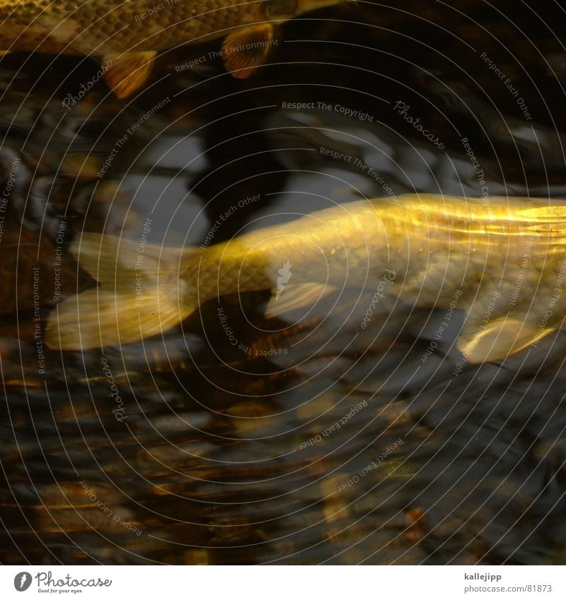 gold Goldfisch Schwanzflosse Teich Lebewesen Aquarium Wellen tauchen Kieme h20 Fisch Wasser Schwimmhilfe kallejipp Schwimmen & Baden