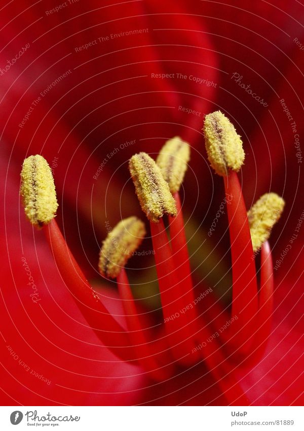 Stempeln gehen Staubfäden Amaryllisgewächse rot gelb Blütenstempel Makroaufnahme Nahaufnahme gold Detailaufnahme Samen