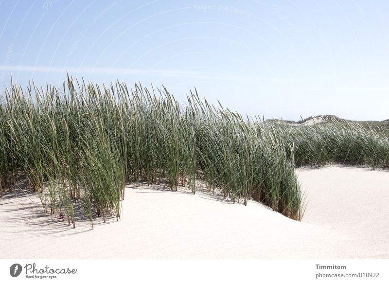 haarig | Obenauf. Ferien & Urlaub & Reisen Umwelt Natur Pflanze Himmel Schönes Wetter Stranddüne Dänemark Sand ästhetisch natürlich blau grün Gefühle