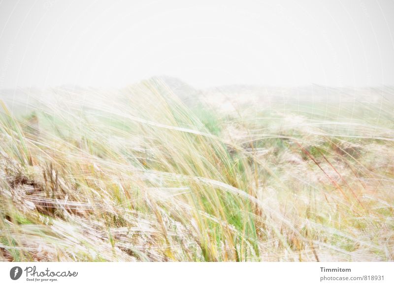 Windig. Ferien & Urlaub & Reisen Umwelt Natur Landschaft Pflanze Düne Dänemark Bewegung ästhetisch einfach natürlich grau grün Gefühle Farbfoto Gedeckte Farben