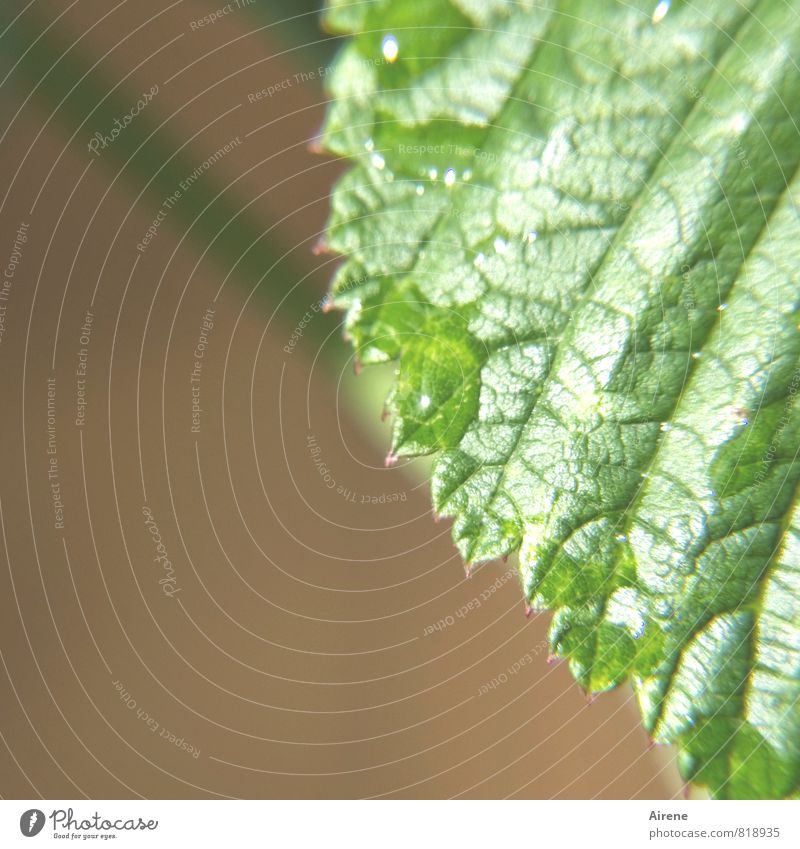 erfrischend grün Pflanze Wassertropfen Sommer Blatt Himbeerblätter Linie Netz Netzwerk Tropfen Gitternetz Blattadern nass natürlich braun Farbfoto Außenaufnahme