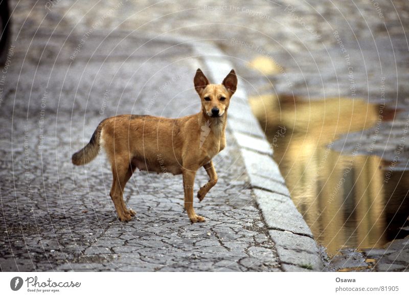 Sibiu / Hermannstadt II Hund Rumänien Siebenbürgen niedlich süß Pfütze Bürgersteig Straßenbelag Teer Löffel Reflexion & Spiegelung drollig schön Asphalt