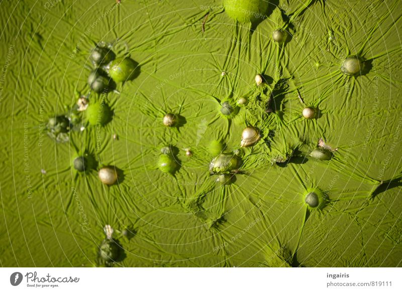 Oberflächenspannung Natur Algen Tropfen leuchten stehen außergewöhnlich natürlich grün silber skurril stagnierend Strukturen & Formen Oberflächenstruktur Teich