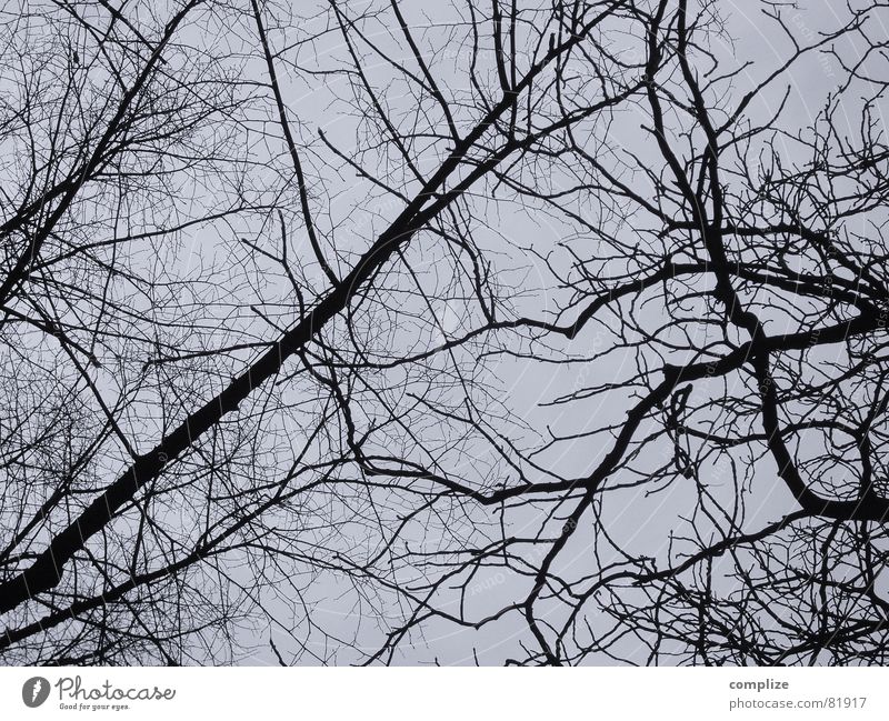 geteilt resignieren Baum Blatt Pflanze Winter Pflanzenteile Botanik Geäst grau dunkel durcheinander chaotisch keine Ast Zweig Natur schwaz-weiß Kriminalroman