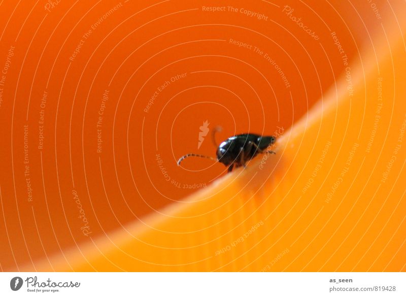 Komischer Käfer Tier 1 Kunststoff hocken krabbeln ästhetisch Fröhlichkeit klein rund orange schwarz Freude Lebensfreude Farbe Insekt Fühler Wege & Pfade