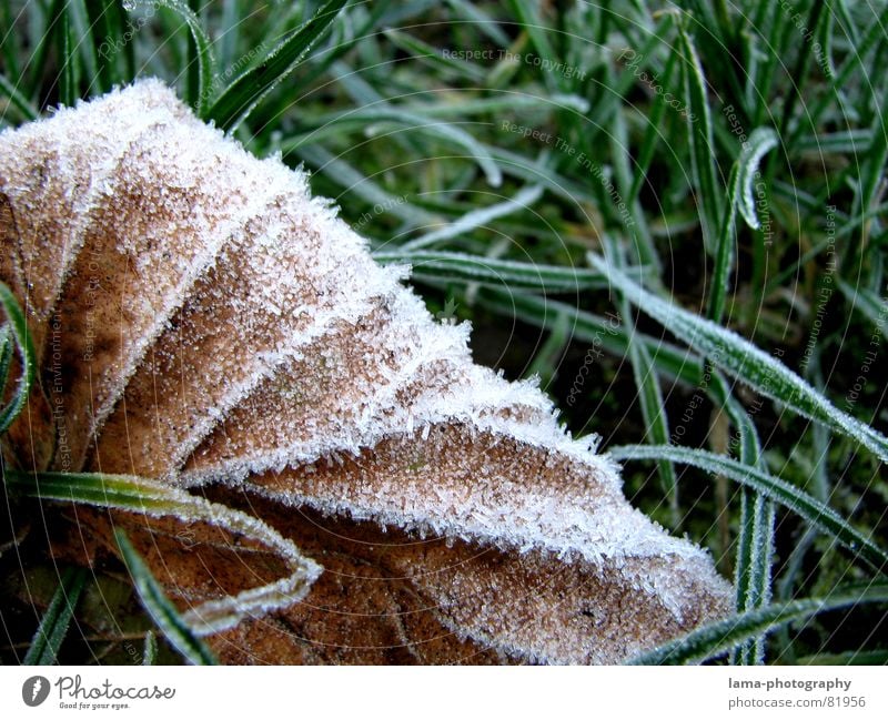 Kälte kalt Blatt Gras Halm Eis Wiese Grünfläche Pflanze Umwelt frisch Herbst grün braun gefroren Eiskristall Schnellzug Makroaufnahme Nahaufnahme Winter Frost