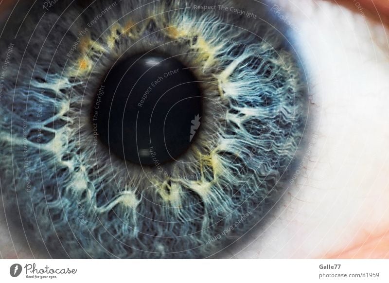 Iris Pupille Regenbogenhaut Auge Makroaufnahme Nahaufnahme Strukturen & Formen Blick blau Anschnitt Detailaufnahme Gesichtsausschnitt