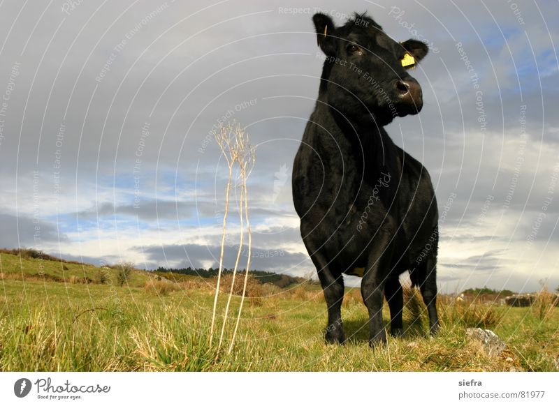 Muh! Tierporträt muhen Kuh Rind schwarz Wiese Gras Frühling Neugier Außenaufnahme Säugetier sligo Sonne Republik Irland rinderwahnsinn Weide