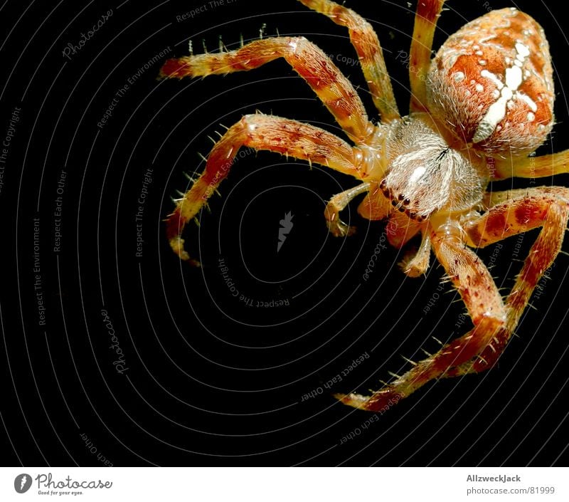 8 Augen für ein Hallejujah Kreuzspinne Spinner Spinnennetz Radnetzspinne Makroaufnahme Spinngewebe gliederfüßler araneus achtauge netzbau radnetz