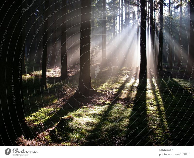 Zauberwald Wald Licht Stimmung Baum Sonnenstrahlen Nebel Zauberei u. Magie Lichtstrahl