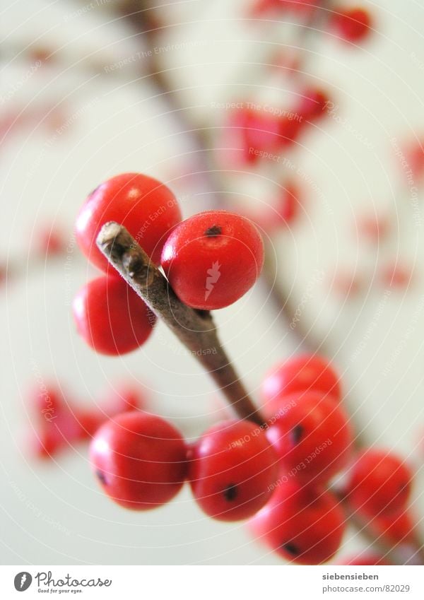 Rundlich Färbung Farbton mehrfarbig Pflanze Baum rund rot Kreis knallig Botanik prächtig Naturphänomene Pflanzenteile Farbgestaltung purpur Umwelt saftig