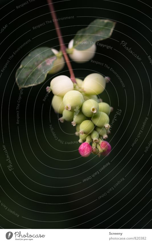 Knallerbsen Natur Pflanze Sommer Sträucher Blatt Blüte Park Blühend Wachstum grün rosa schwarz weiß reif Ast Farbfoto Makroaufnahme Menschenleer
