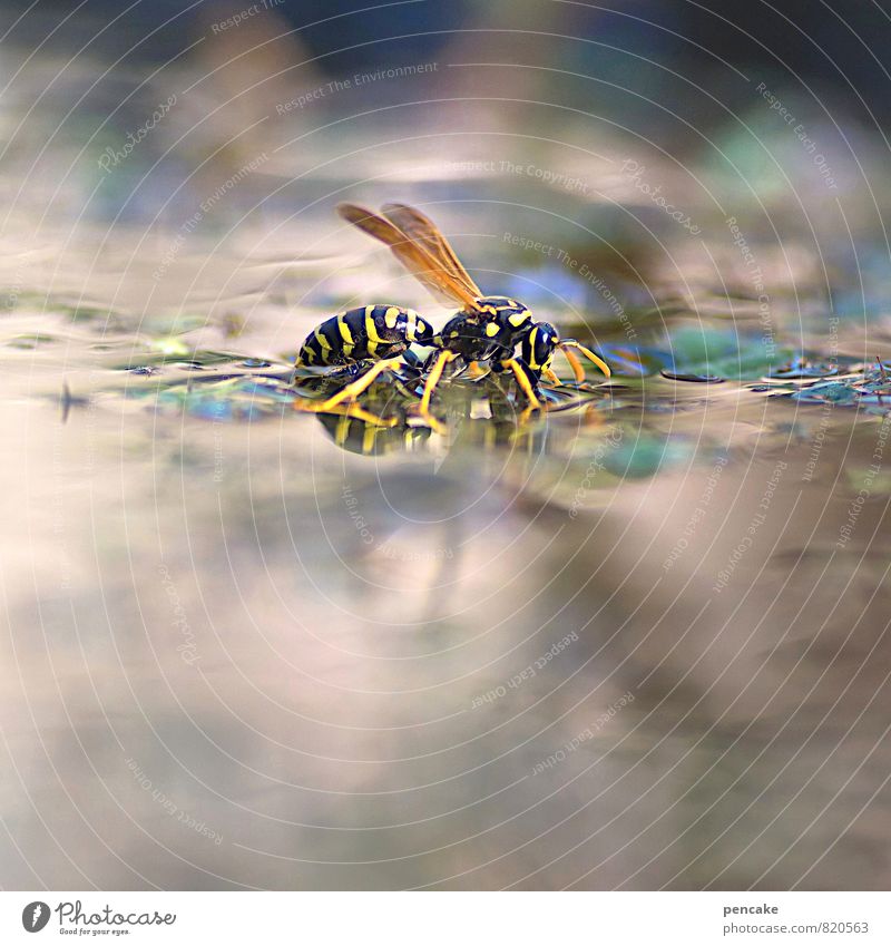 teichträume | schwimmflügelchen Urelemente Wasser Sommer Pflanze Garten Teich Tier Wespen Feldwespe 1 trinken Farbfoto Außenaufnahme Nahaufnahme Makroaufnahme