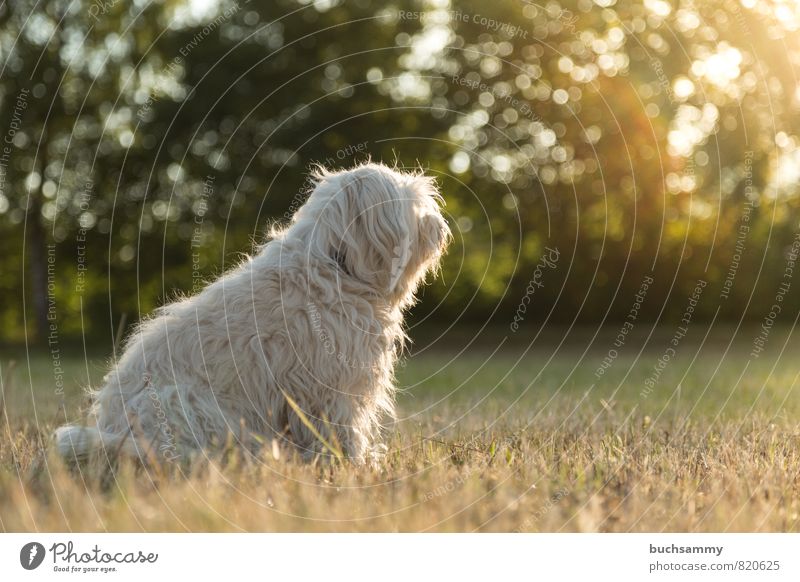 Nachdenklich Natur Tier Sonne Sonnenaufgang Sonnenuntergang Sonnenlicht Gras Wiese Fell langhaarig Haustier Hund 1 sitzen gelb grün weiß Stimmung gehorsam