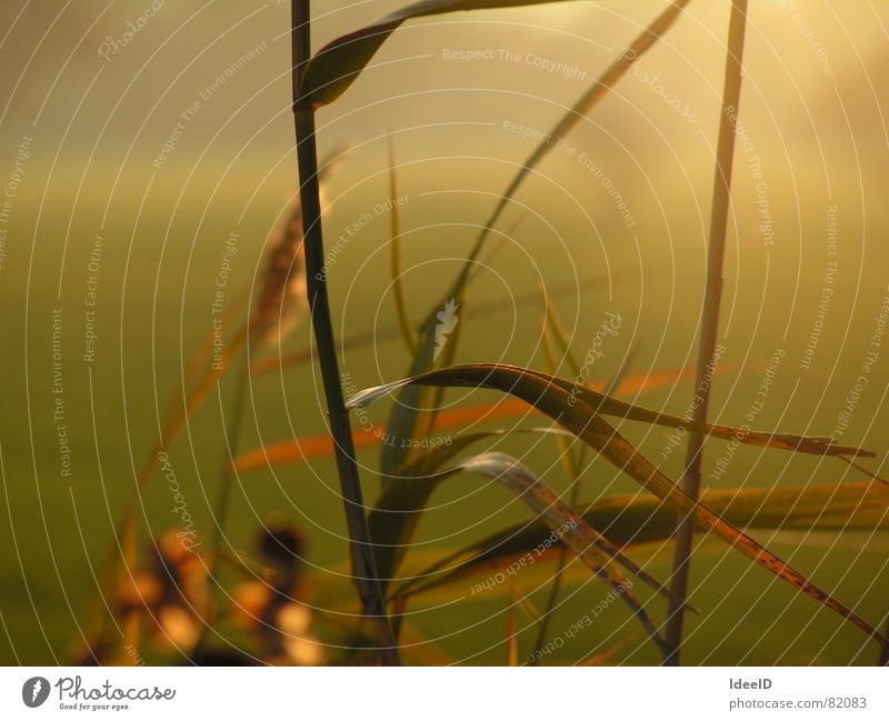 Abendnebel Gesundheit Alternativmedizin ruhig Meditation Ferien & Urlaub & Reisen Ferne Freiheit Natur Landschaft Pflanze Herbst Nebel Gras Blatt Grünpflanze