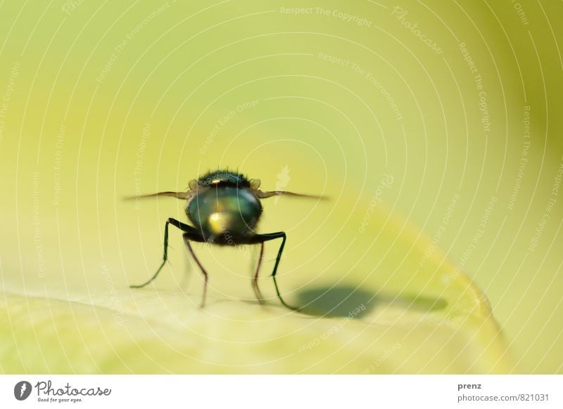 mit Schatten Umwelt Natur Tier Wildtier Fliege 1 grün schwarz Insekt sitzen Blatt Sommer Farbfoto Außenaufnahme Nahaufnahme Makroaufnahme Menschenleer