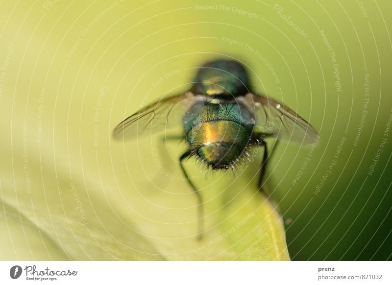 Ansichtssache Umwelt Natur Tier Wildtier Fliege 1 grün Insekt sitzen Farbfoto Nahaufnahme Makroaufnahme Menschenleer Textfreiraum rechts Tag