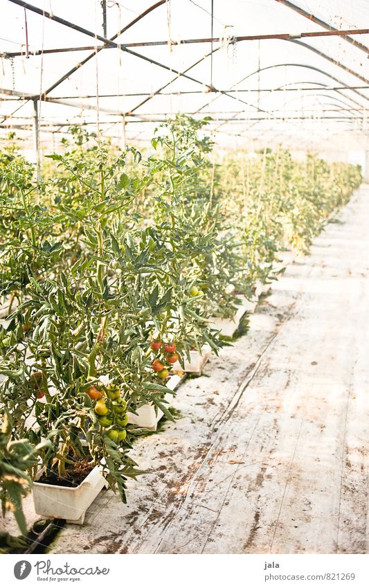tomaten Arbeit & Erwerbstätigkeit Gartenarbeit Arbeitsplatz Landwirtschaft Forstwirtschaft Pflanze Nutzpflanze Tomate Tomatenplantage Bauwerk Gebäude