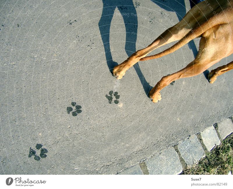 Spuren Hund Fußspur Asphalt Pfote Säugetier Vergänglichkeit tapsen Schatten Hinterteil Wege & Pfade Perspektive verrückt Außenaufnahme Straßenhund