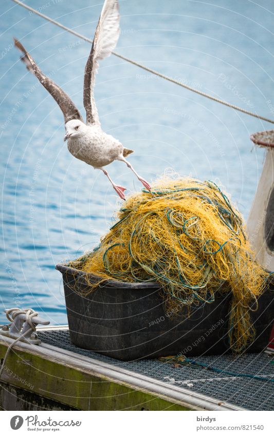 nen Abflug machen Fischereiwirtschaft Nordsee Ostsee Meer Fischerdorf Möwe 1 Tier fliegen außergewöhnlich maritim positiv Leben ästhetisch Bewegung