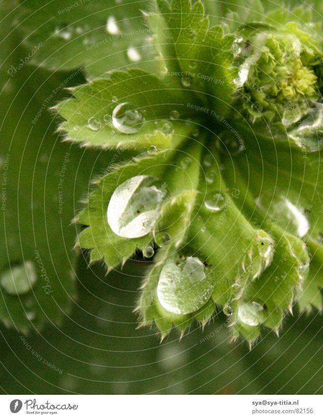 Tropfen auf Blatt grün 3 rieseln Makroaufnahme Nahaufnahme morning dew leaves water Wasser Morgen träufeln