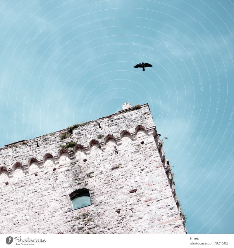 PISA-Studie Himmel Siena Turm Bauwerk Architektur Mauer Wand Sehenswürdigkeit Vogel Krähe Dekoration & Verzierung Stein fliegen alt historisch ästhetisch