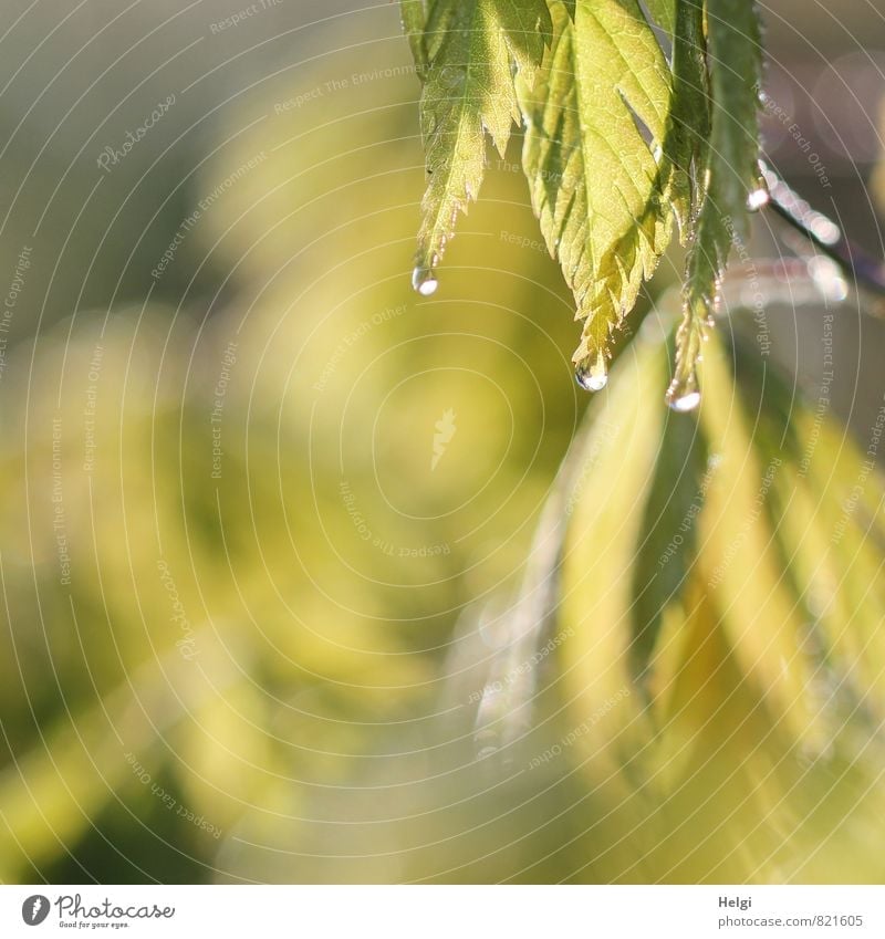 letzte Tropfen... Umwelt Natur Pflanze Wasser Wassertropfen Sommer Sträucher Blatt Ahorn Ahornblatt Garten glänzend hängen leuchten Wachstum ästhetisch