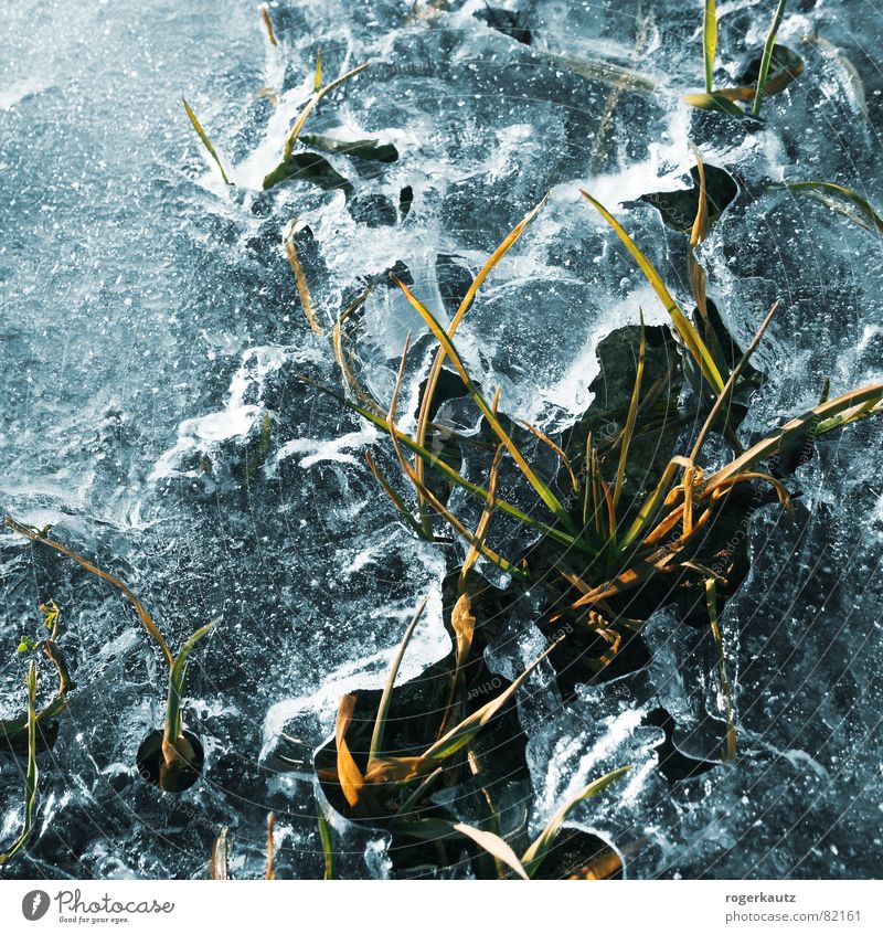 eis Pfütze Halm Wiese Gras Durchbruch Stillleben kalt Winter Eis Frost Rasen