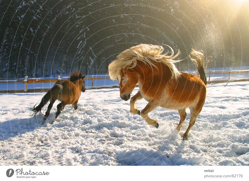 Pferde im Schnee Haflinger Wildpferde Tier Weide Winter springen hüpfen Lebensfreude Cowboy Mähne wiehern Witz Säugetier Freude Pferdegangart horse-like