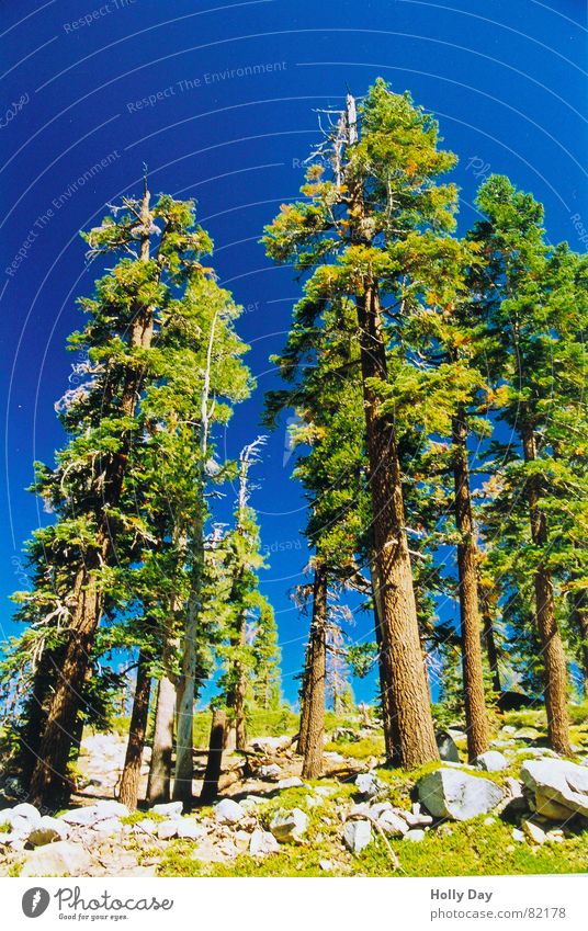 In den Himmel wachsen.. Baum Nationalpark grün Baumstamm USA Sommer in den Himmel wachsen blau Stein Perspektive Standort
