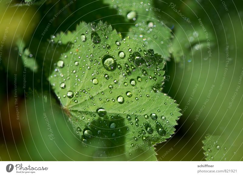 Perlensammler Umwelt Natur Pflanze Blatt nass grün Seil Tau frisch Morgen Regen hydrophob Wellness zerbrechlich Nahaufnahme Makroaufnahme Menschenleer