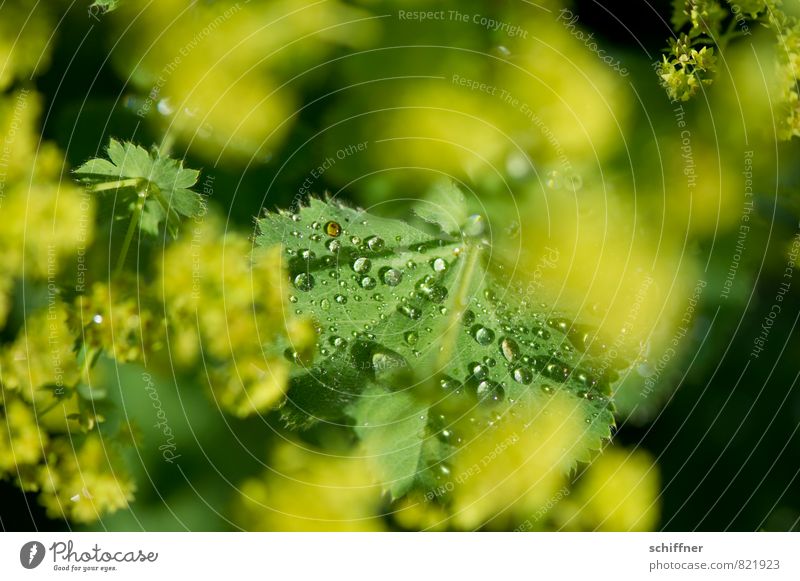 Perlensammler III Umwelt Natur Pflanze Blume Sträucher Blatt Grünpflanze nass gelb grün Tau Seil Wassertropfen tropfend Blattgrün frisch Wellness Außenaufnahme