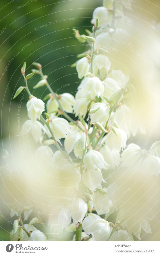 Weißgespült Natur Pflanze Blume Sträucher Blatt Blüte weiß Romantik Leichtigkeit Blütenknospen Blütenpflanze Blütenstauden blütenblattartig Außenaufnahme