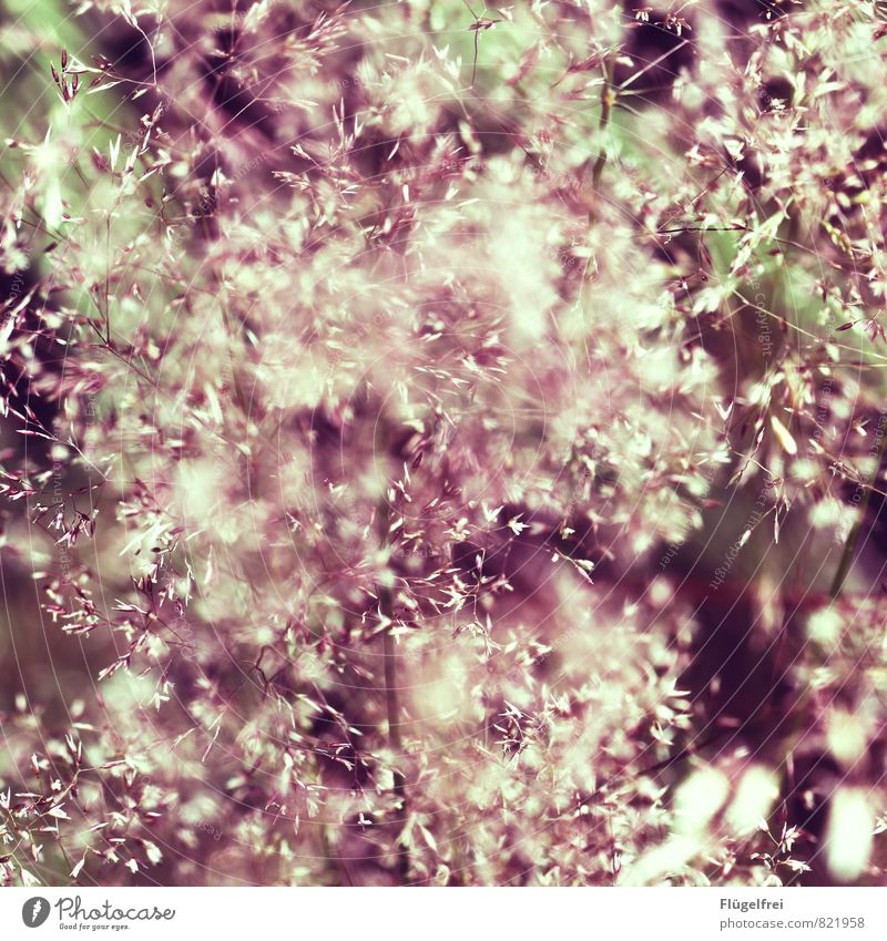 Blütenmeer Natur Pflanze Blühend Blumenwiese Wald Gras Farbfoto Außenaufnahme Makroaufnahme Schwache Tiefenschärfe